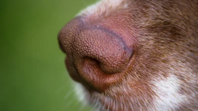 Здорова ли собака: как определить состояние песика по его носу - советы ветеринара
