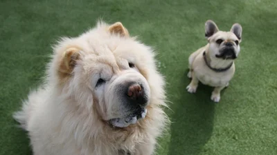 Собаки, которые не подходят для детей: опасные для малышей породы