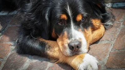 Найспокійніші породи собак: вони з радістю посплять поряд з тобою