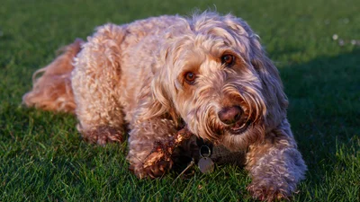 Ветеринар назвав найвеселіші та найпохмуріші породи собак