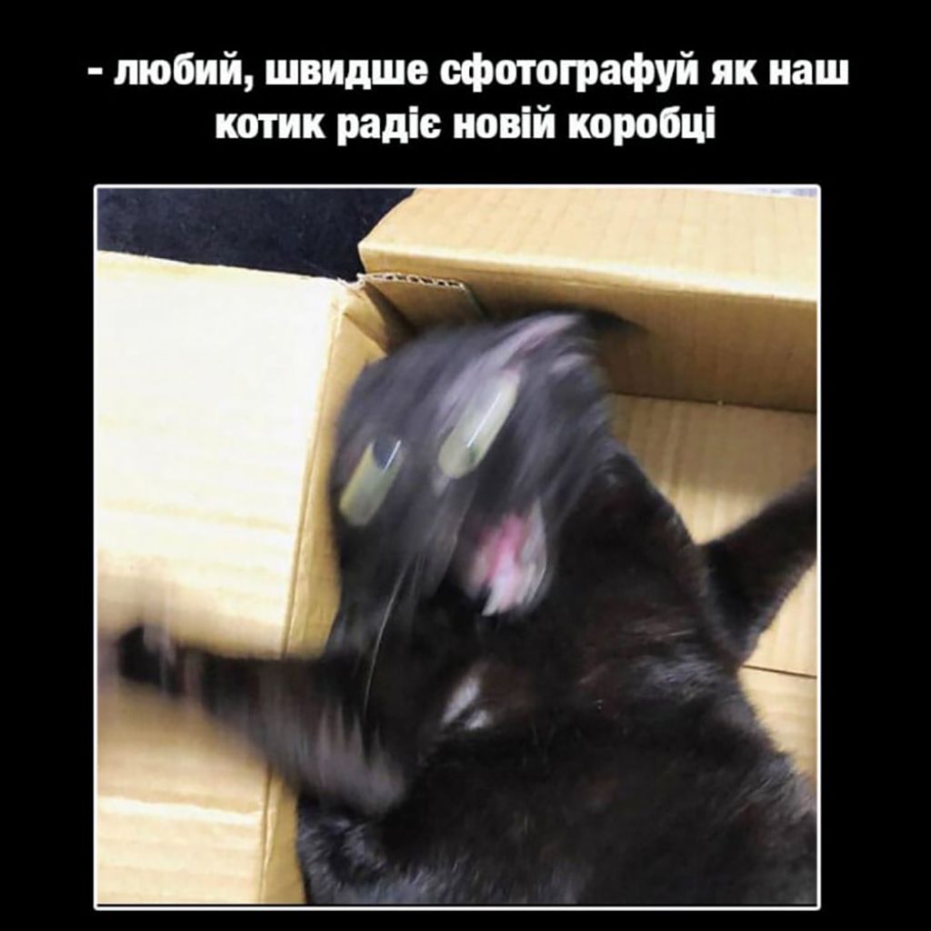 Мемы с котами, которые заставят тебя забыть обо всем - 688520 Мемы с котами, которые заставят тебя забыть обо всем - фото 688520