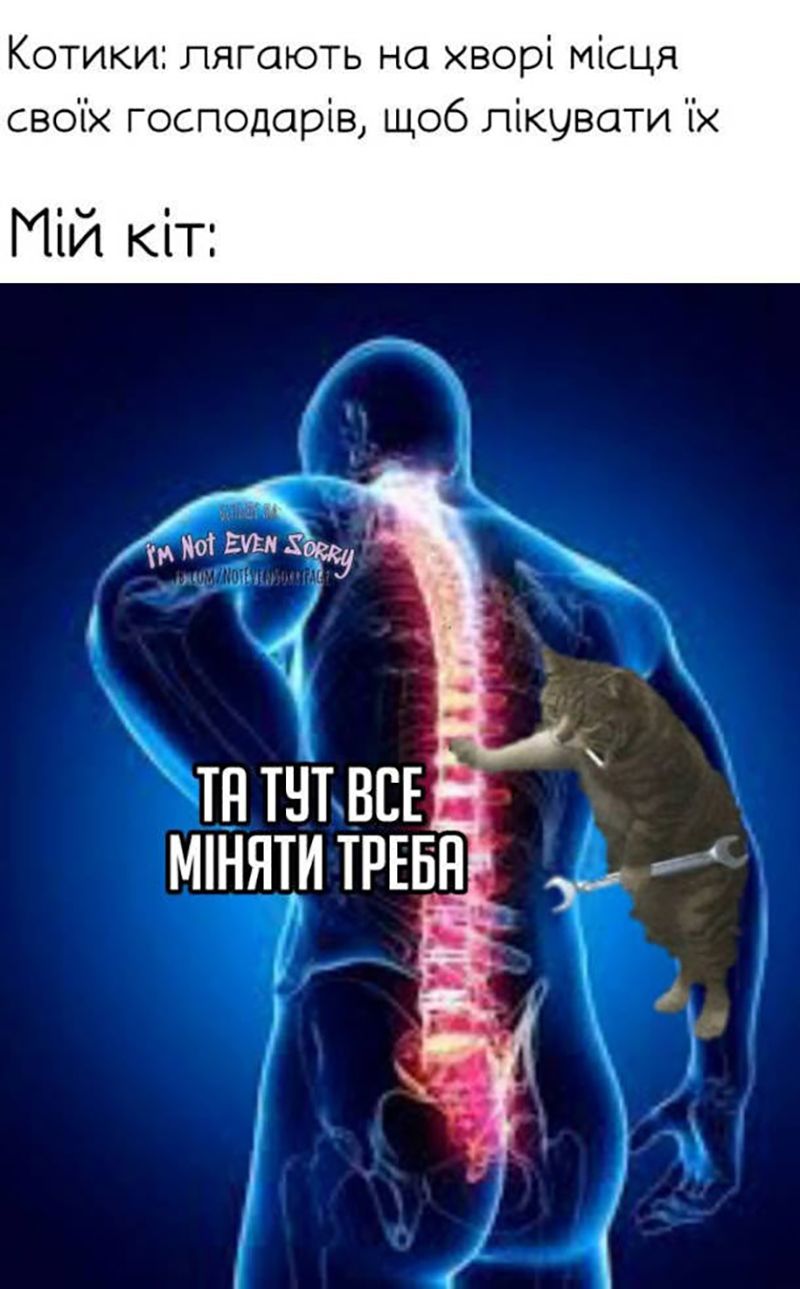 Мемы с котами, которые заставят тебя забыть обо всем - 688521 Мемы с котами, которые заставят тебя забыть обо всем - фото 688521