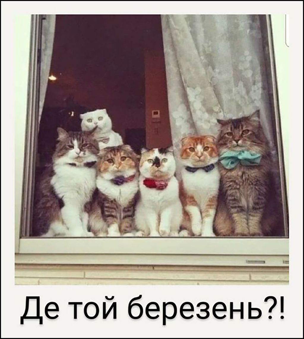 Мемы с котами, которые заставят тебя забыть обо всем - 688522 Мемы с котами, которые заставят тебя забыть обо всем - фото 688522