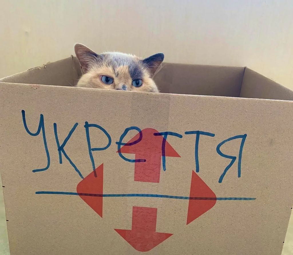 Мемы с котами, которые заставят тебя забыть обо всем - 688526 Мемы с котами, которые заставят тебя забыть обо всем - фото 688526