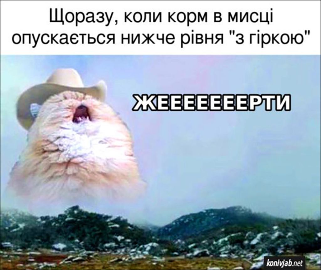 Мемы с котами, которые заставят тебя забыть обо всем - 688527 Мемы с котами, которые заставят тебя забыть обо всем - фото 688527