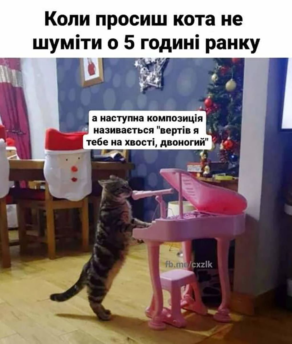 Мемы с котами, которые заставят тебя забыть обо всем - 688528 Мемы с котами, которые заставят тебя забыть обо всем - фото 688528