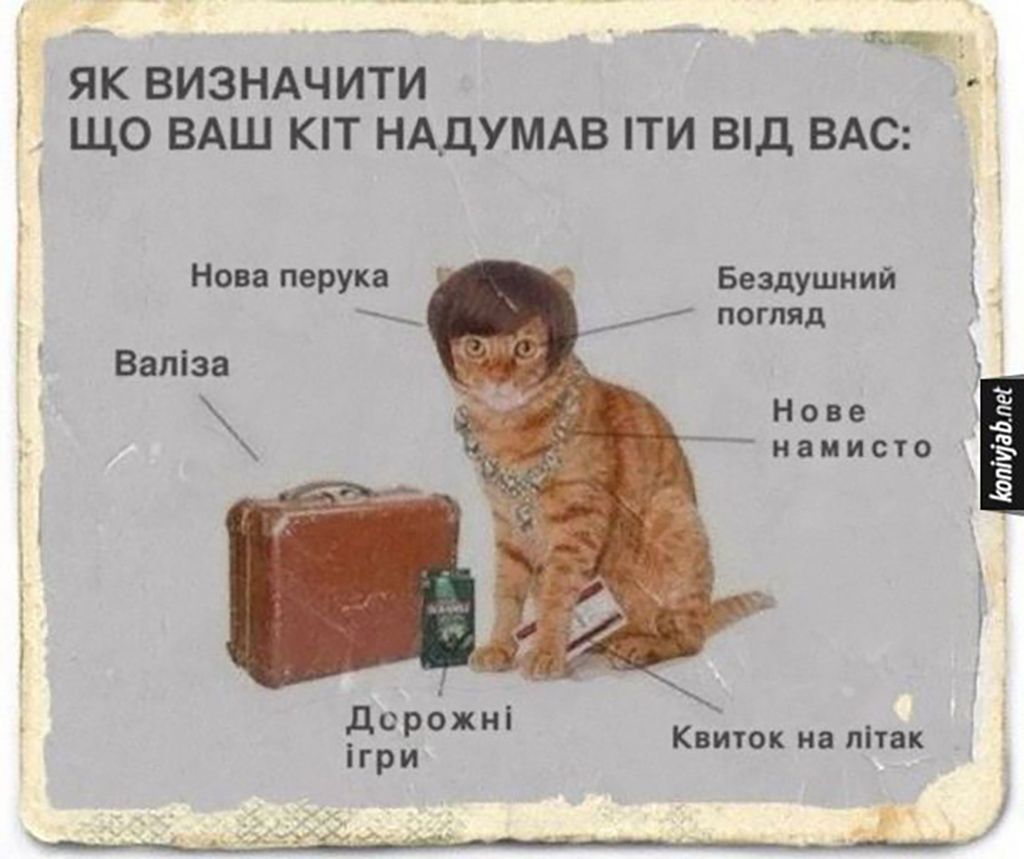 Мемы с котами, которые заставят тебя забыть обо всем - 688529 Мемы с котами, которые заставят тебя забыть обо всем - фото 688529