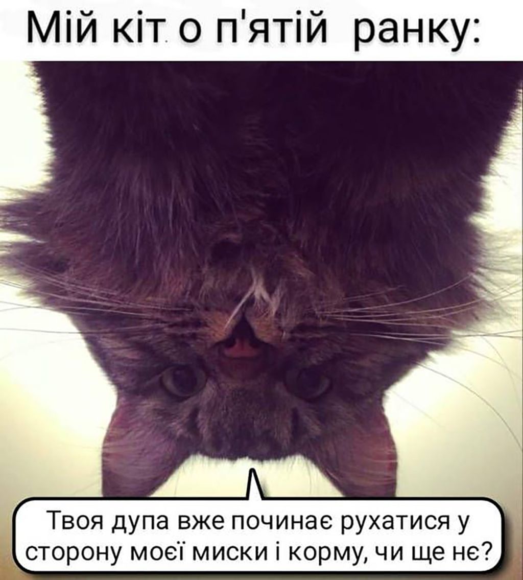 Мемы с котами, которые заставят тебя забыть обо всем - 688533 Мемы с котами, которые заставят тебя забыть обо всем - фото 688533