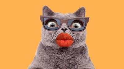 Мемы с котами, которые заставят тебя забыть обо всем