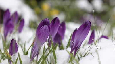 Прощавай, зима: натхненні привітання з останнім зимовим днем та теплі листівки