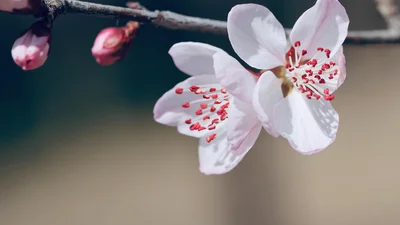 Лови весенний вайб: лучшие песни, которые дарят вдохновение в последний день зимы