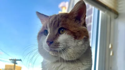 Кіт із найбільшими щоками у світі: жінка показала улюбленця, який підкорює мережу