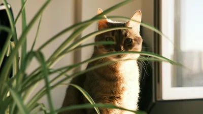 Почему коты любят лежать на груди у хозяев: объяснение ветеринара