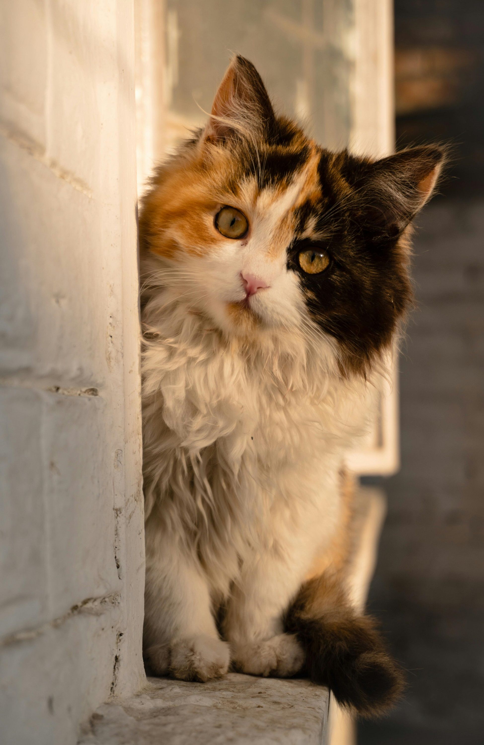 Таємницю котиків розкрито - 691010 Таємницю котиків розкрито - фото 691010