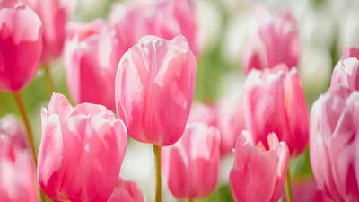 Весенние подписи для Instagram, которые наполнят твои фото теплом и вдохновением