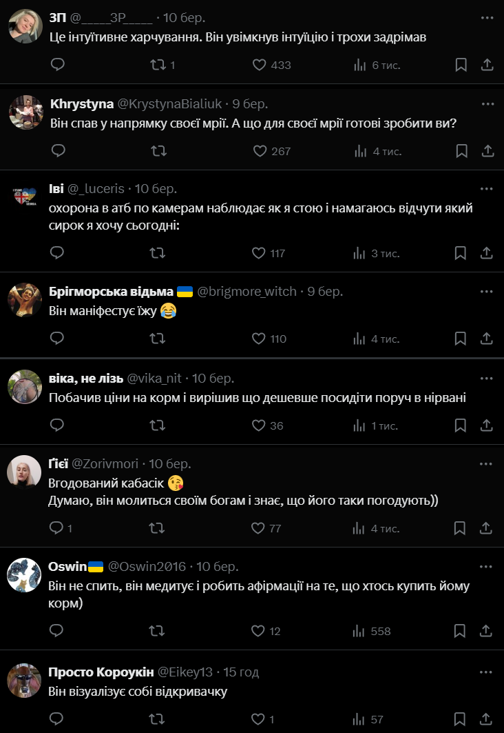 Кот заснул перед полкой с едой и стал звездой сети - фото 696032