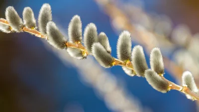 Вербное воскресенье 2025: когда празднуем и что нужно знать об этом празднике