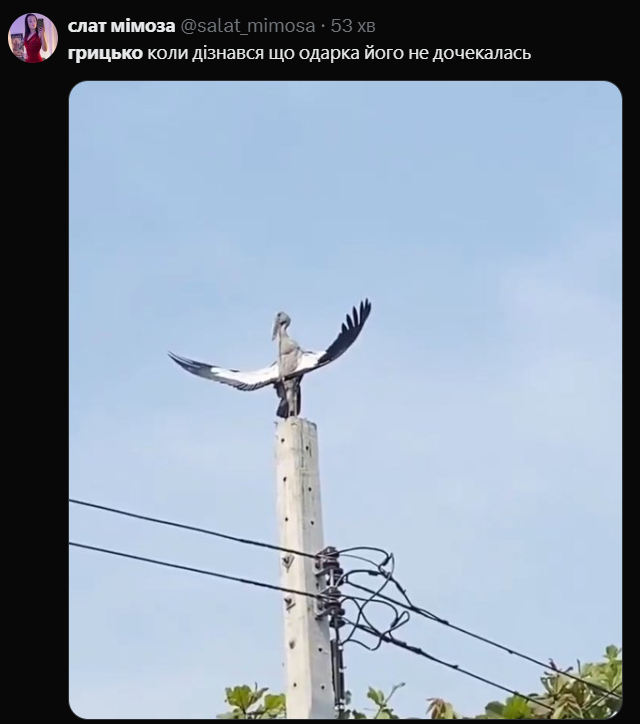 Мемы про аиста Грицько, которого предала Одарка - фото 701269