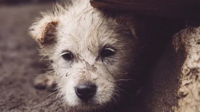 Особенно теплые слова и открытки ко Дню бездомных животных 2025, которые растрогают тебя