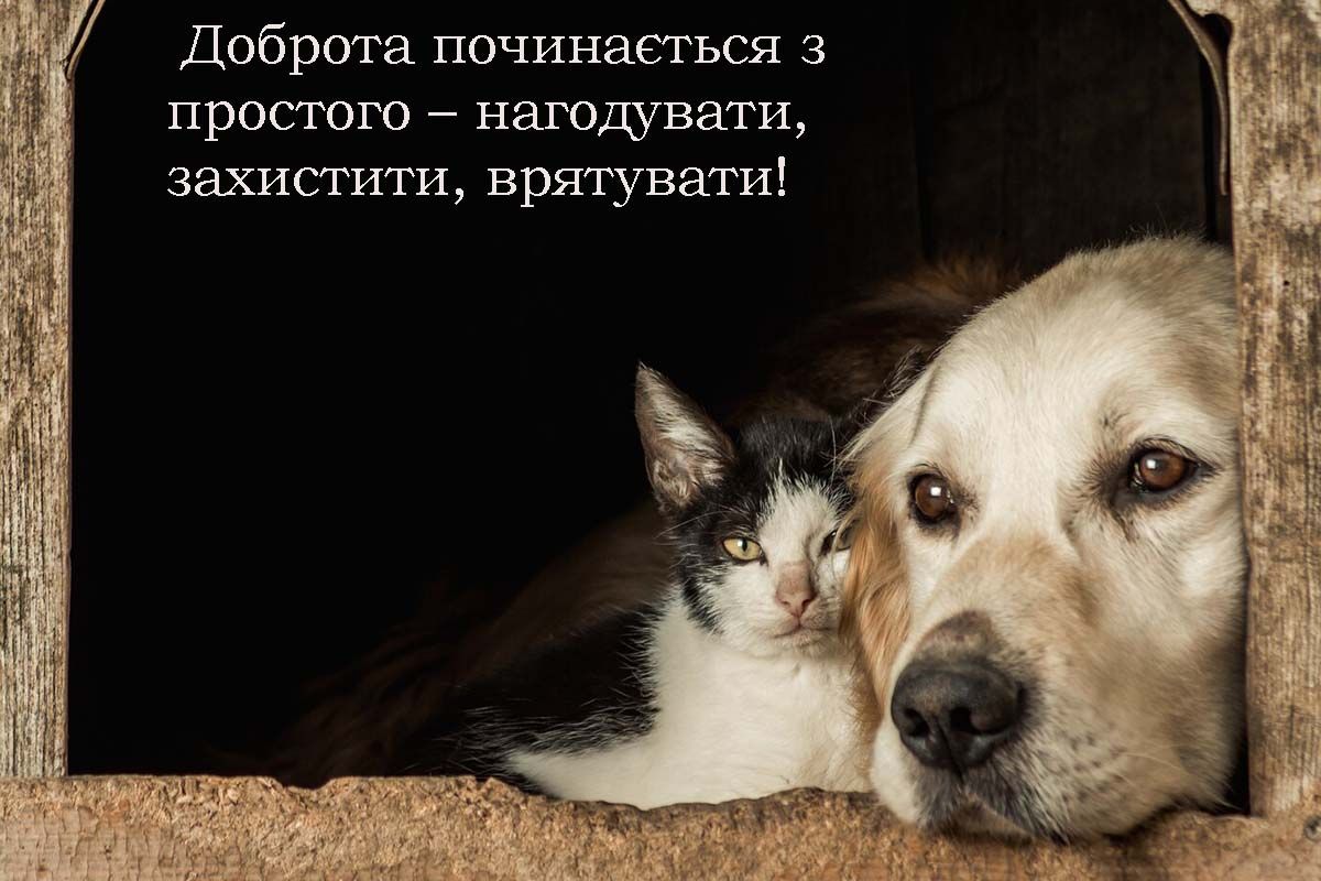 Особенно теплые слова и открытки ко Дню бездомных животных 2025, которые растрогают тебя - 701299 Особенно теплые слова и открытки ко Дню бездомных животных 2025, которые растрогают тебя - фото 701299
