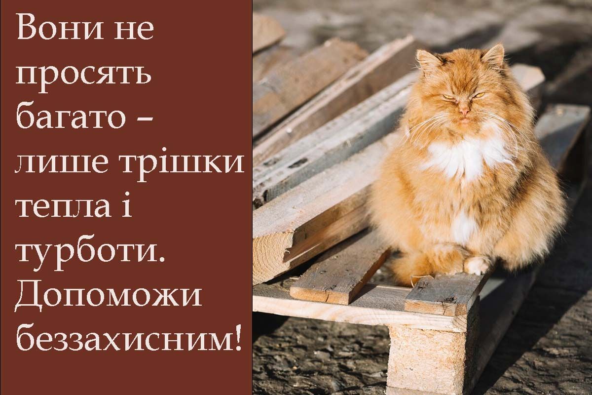Особенно теплые слова и открытки ко Дню бездомных животных 2025, которые растрогают тебя - 701300 Особенно теплые слова и открытки ко Дню бездомных животных 2025, которые растрогают тебя - фото 701300