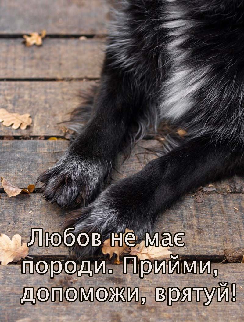 Особенно теплые слова и открытки ко Дню бездомных животных 2025, которые растрогают тебя - 701302 Особенно теплые слова и открытки ко Дню бездомных животных 2025, которые растрогают тебя - фото 701302