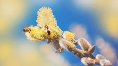 Патріотичні привітання на Вербну неділю з побажаннями миру та перемоги