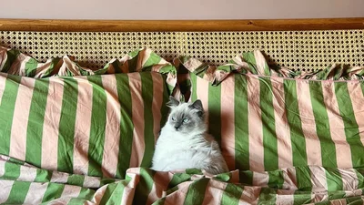 Клубничный чай матча в интерьере – новый тренд, покоряющий соцсети