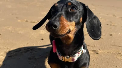 Такса полтора года прожила на отдаленном острове, пока ее искали хозяева