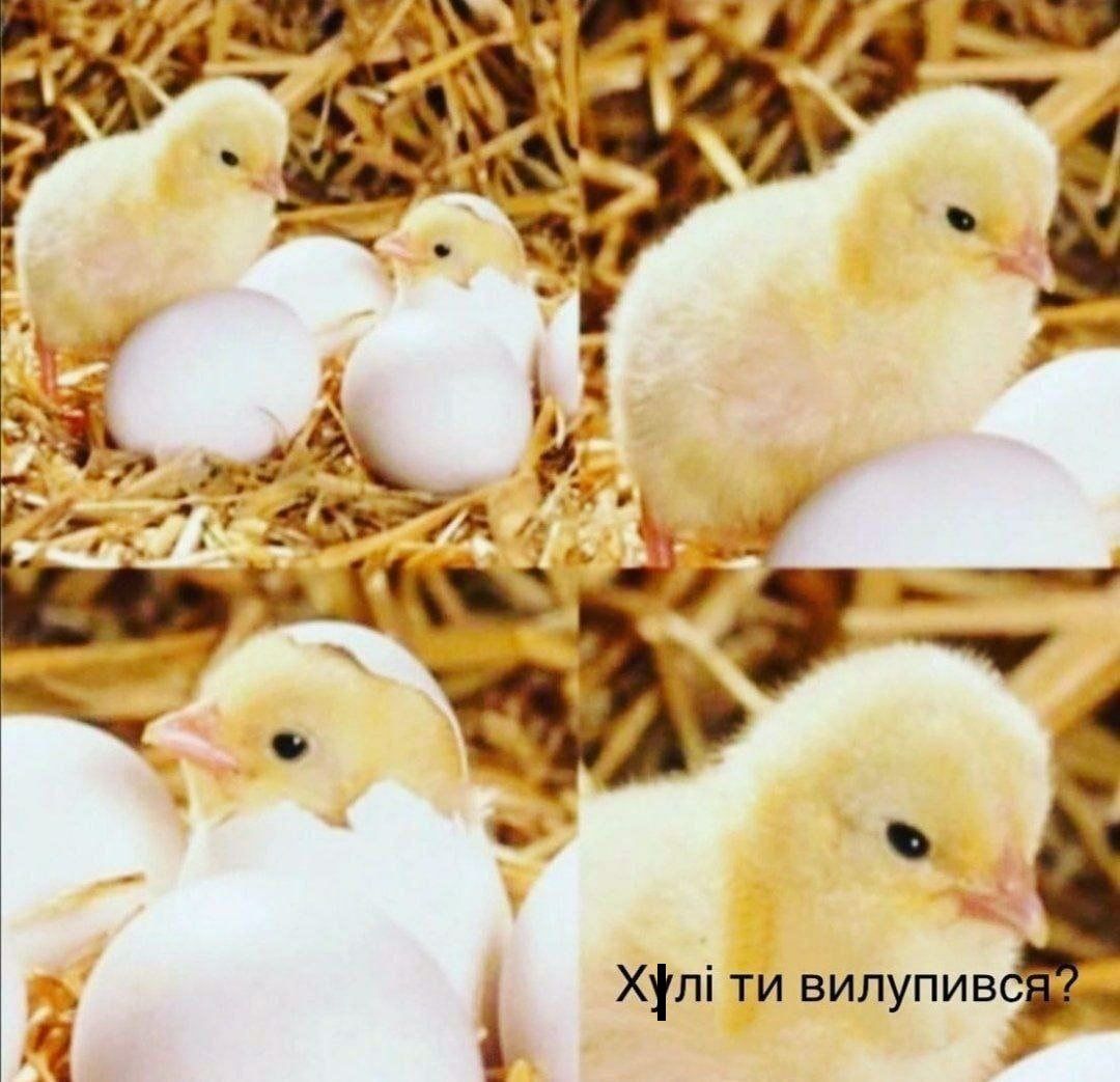 Украинцы показали любимые мемы, и вот что из этого получилось - 707129 Украинцы показали любимые мемы, и вот что из этого получилось - фото 707129