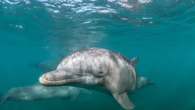 Команда специалистов Google разработала ИИ для общения с дельфинами