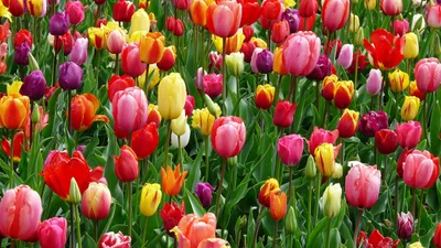 Найвесняніші інста локації: де шукати неймовірні тюльпанові поля