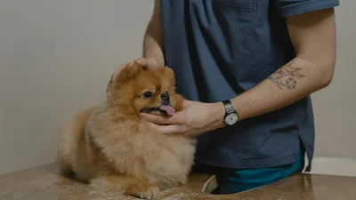 День ветеринара: найтепліші привітання та круті листівки для тих, хто лікує наших хвостиків