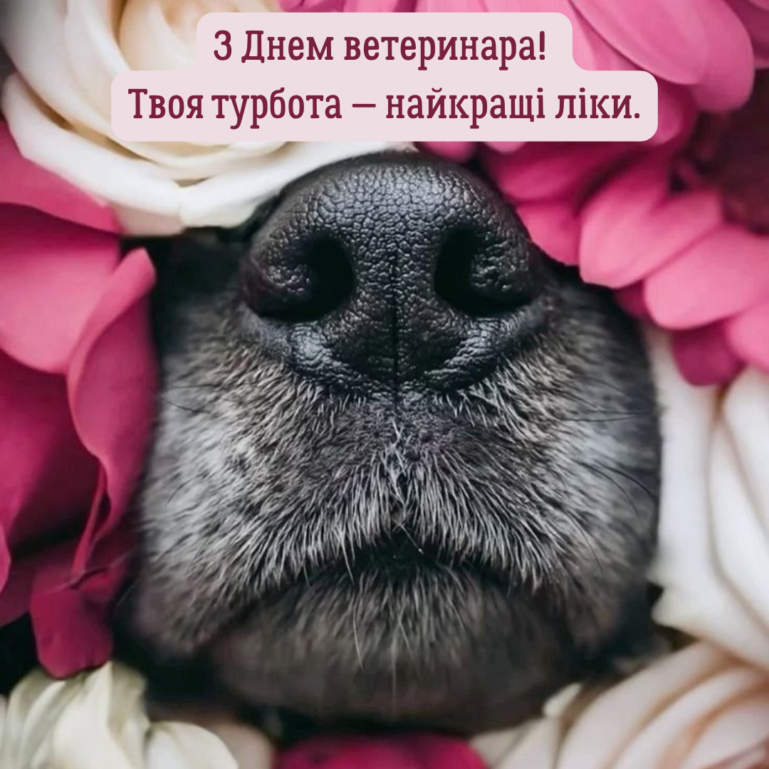 Картинки з Днем ветеринара - 710636 Картинки з Днем ветеринара - фото 710636