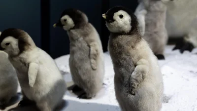 В США птенцов пингвинов приучают к воде в детском бассейне – видео, которое заставит тебя улыбнуться