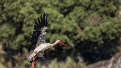В Закарпатской области аист украсил свое гнездо флагом Украины – фотодоказательство