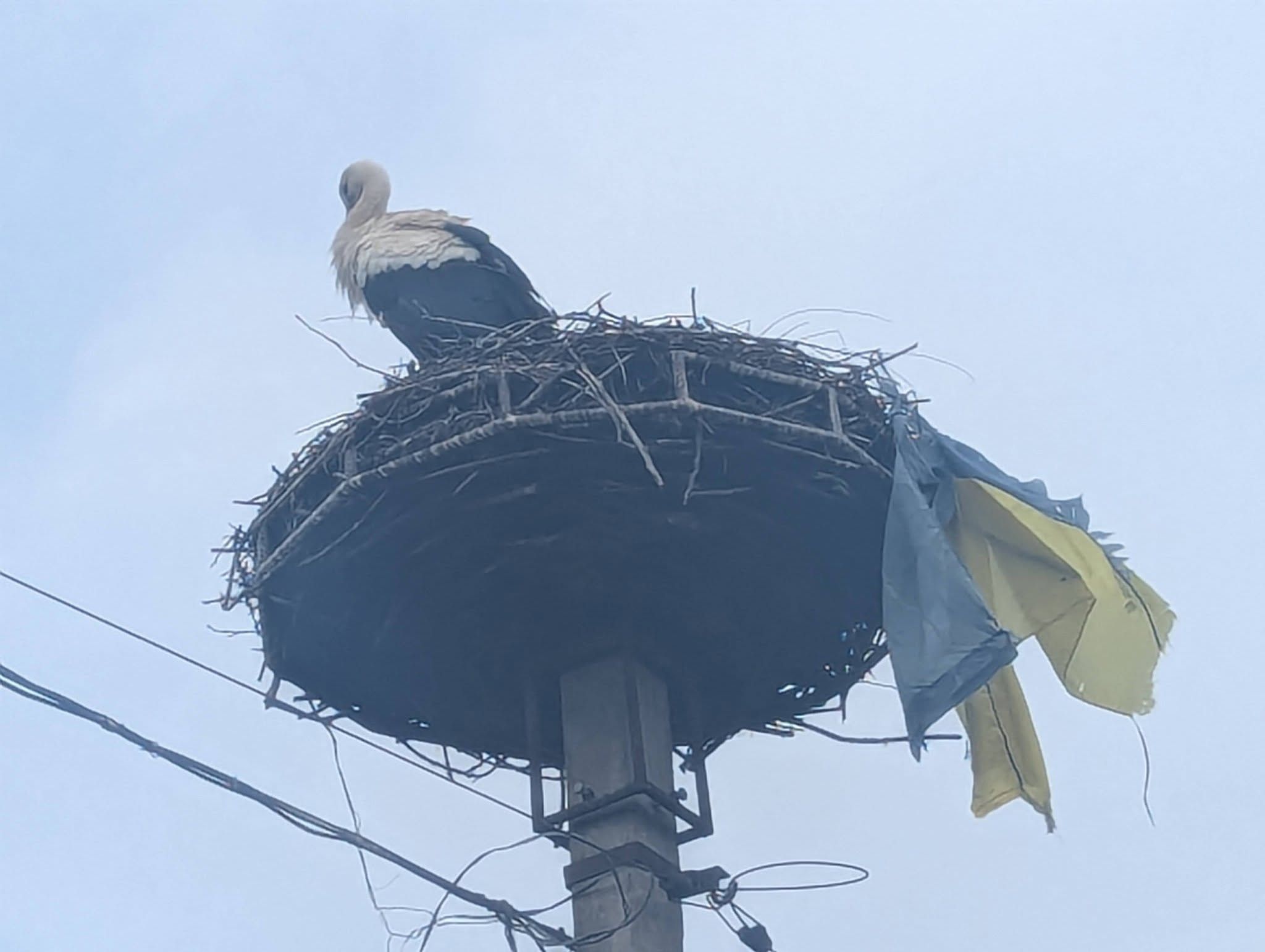 В Закарпатской области аист украсил свое гнездо флагом Украины – фотодоказательство - 712283 В Закарпатской области аист украсил свое гнездо флагом Украины – фотодоказательство - фото 712283