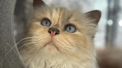 Кошка Карла Лагерфельда, которая путешествует на частных самолетах, стала звездой рекламы элитного бренда