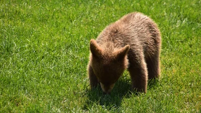 В США зоозащитники одеваются в костюмы медведей, чтобы ухаживать за детенышем – видео, которое порадует твою менталку