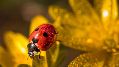 Соковиті картинки з першим днем літа 2025 та красиві слова для привітань