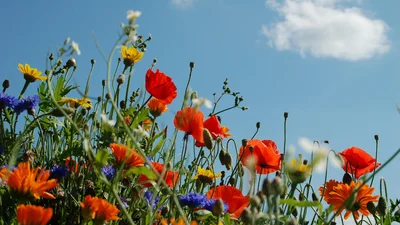 Перший день літа: натхненні привітання, які пахнуть свободою та пригодами