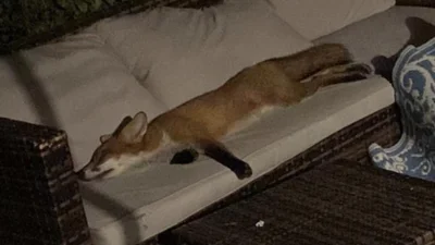 Неожиданный гость: женщина нашла у себя во дворе дикого зверя, который сладко спал