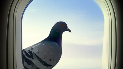 В США на борту самолета возник хаос из-за голубей – видеодоказательство