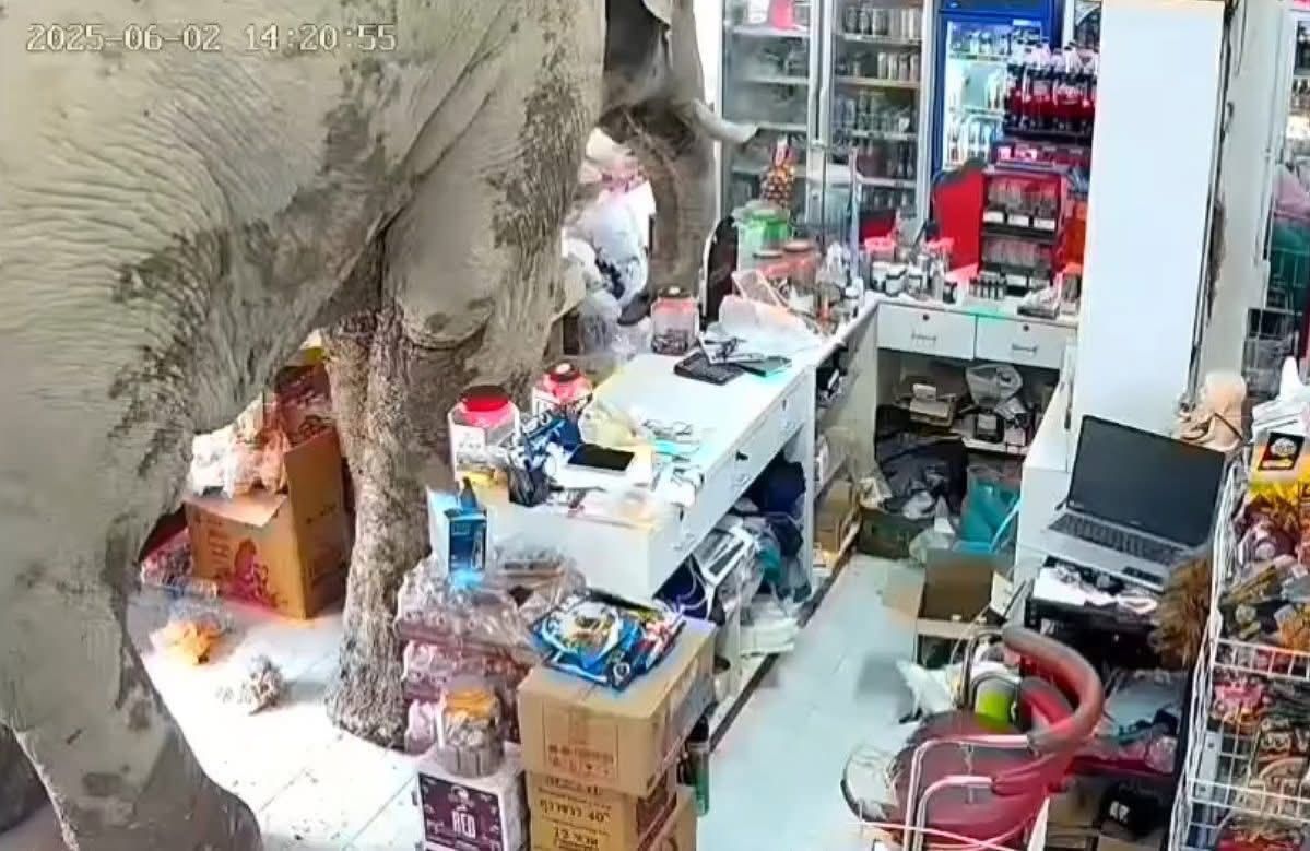 В Таиланде гигантский слон прокрался в магазин, чтобы съесть крекеры и яйца - фото 725912