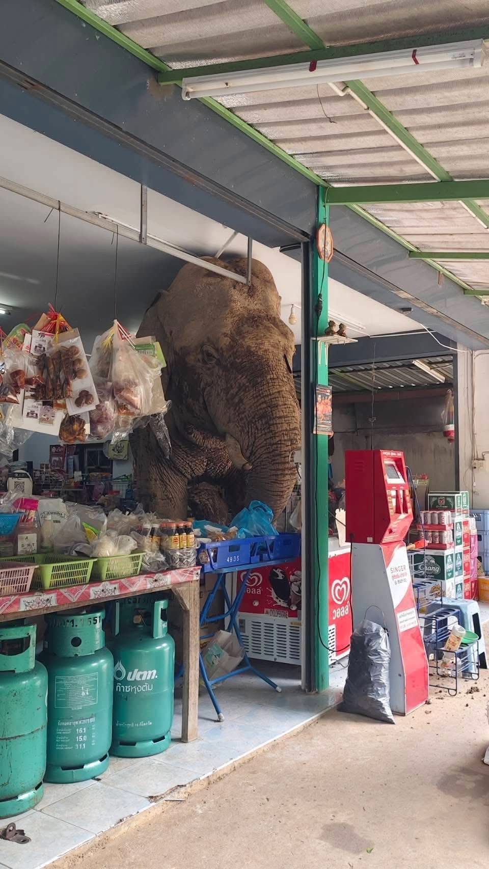 В Таиланде гигантский слон прокрался в магазин, чтобы съесть крекеры и яйца - фото 725916