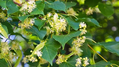 Как украсить дом на Зеленые праздники 2025, чтобы уберечься от нечистой силы