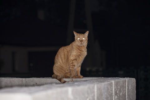 Тварини чи демони: ці коти з очима, що світяться, змушують нас сумніватись - 726449 Тварини чи демони: ці коти з очима, що світяться, змушують нас сумніватись - фото 726449