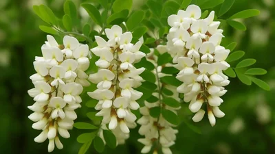 Whaaat: жареный цвет акации от Ярославского – новый фуд-тренд, который тебя удивит