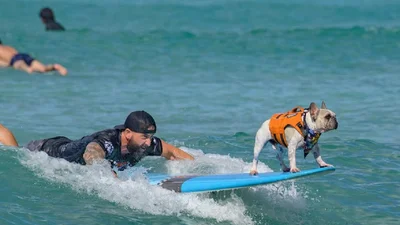 Французский бульдог, который занимается серфингом, стал звездой фильма "Лило и Стич"