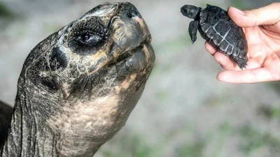 Отец в 135 лет: случай с гигантской черепахой поразил весь мир